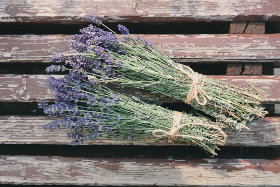 How to Grow Garden Sage With the Right Drainage